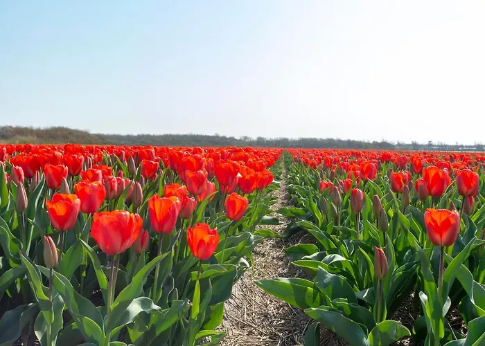 Holiday home House In Near Scenic Callantsoog